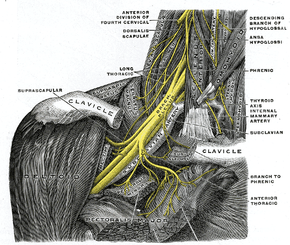 thoracic outlet syndrome anatomy